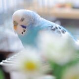 寝ているセキセイインコ