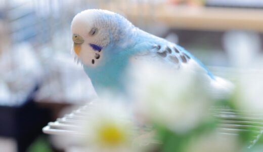 インコの発情期の対策と健康管理についてまとめてみた！