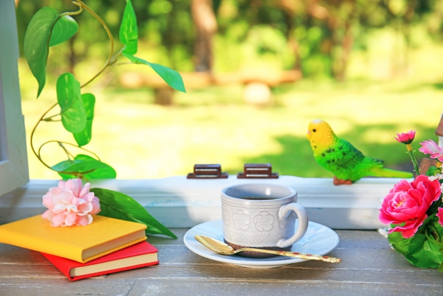 Budgie toy and coffee