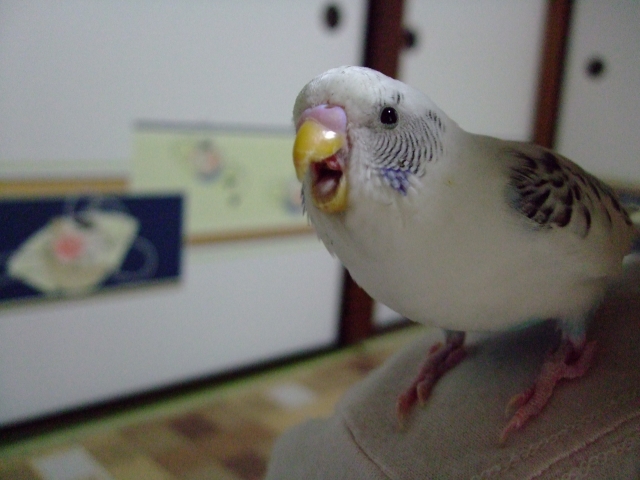 セキセイインコ　鳴く