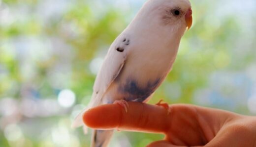 インコの体調管理方法とは？フンの色で解るチェックシートあり