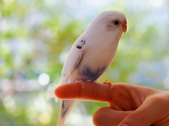 指に止まるセキセイインコ