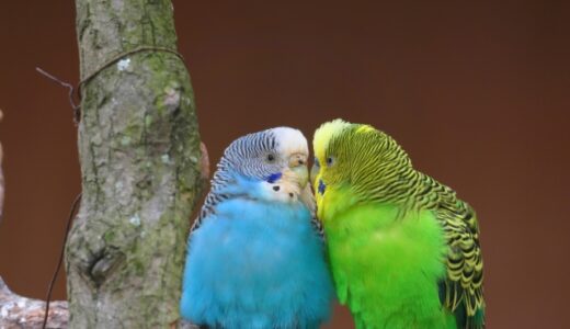 インコのしゃべる理由が面白い！おしゃべりの種類と教え方について