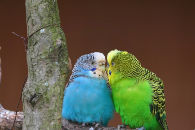 向かい合うセキセイインコ