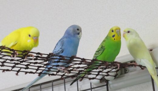 インコがワキワキやギョリギョリする理由は？気持ちと仕草の関係について説明します！