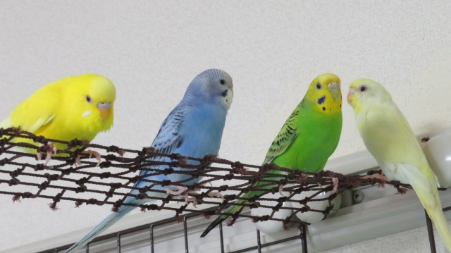 四羽のセキセイインコ