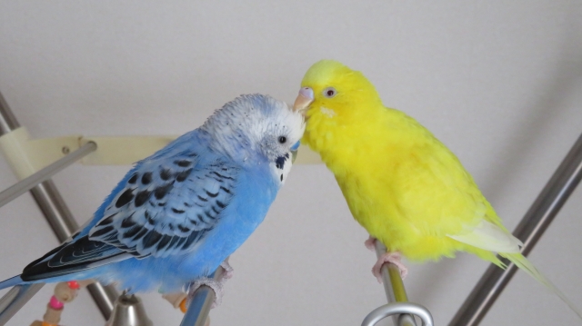 二羽のセキセイインコ毛繕いしている