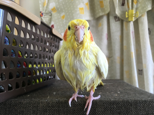 オカメインコ　水浴び