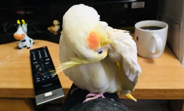 cockatiel and coffee