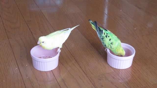 セキセイインコ　食事