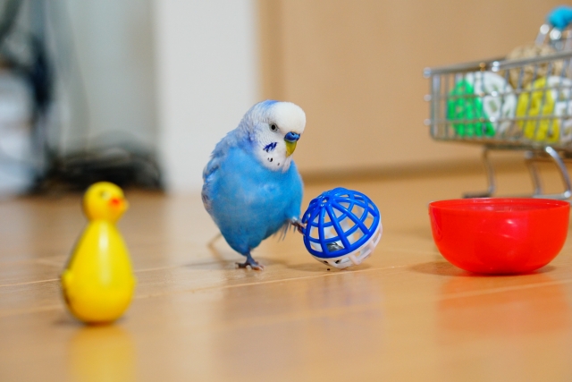 セキセイインコ　おもちゃで遊ぶ