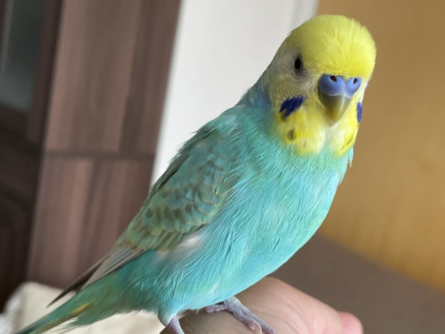 セキセイインコ　手乗り