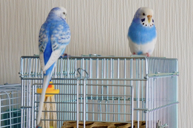 セキセイインコ2羽ケージにとまる