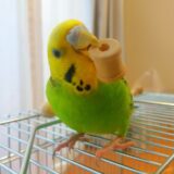 おもちゃを咥えるセキセイインコ