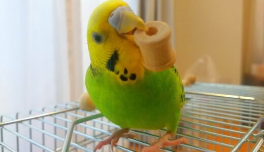 インコのダイエットについて紹介！ストレスにならない方法とは？