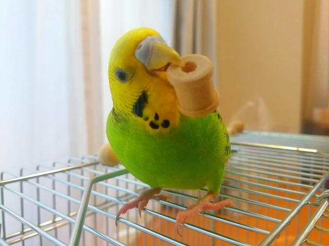 おもちゃを咥えるセキセイインコ