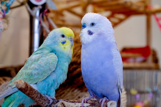 向かい合う二羽のセキセイインコ