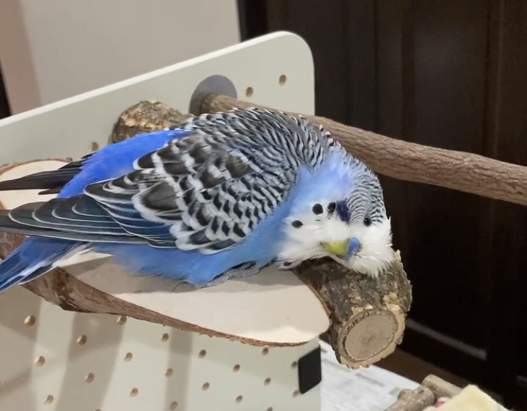 ジャンボセキセイインコ