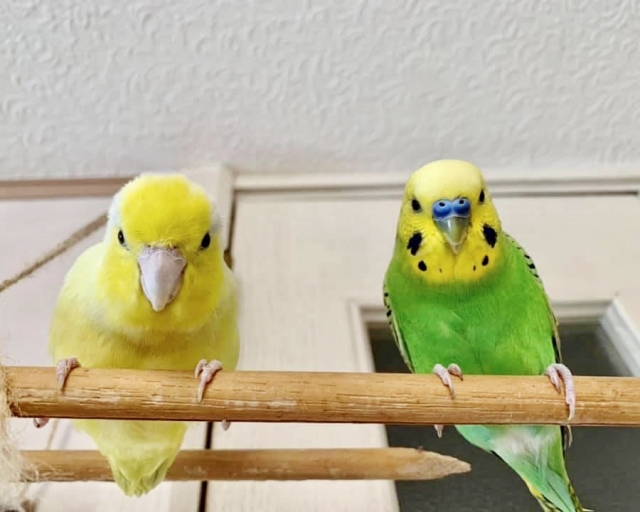 セキセイインコ　ノーマルグリーン
ノーマルイエロー