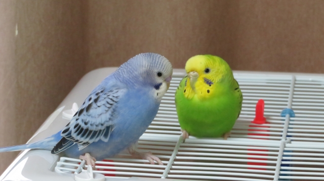 セキセイインコ　ノーマルブルー　ノーマルグリーン