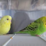 二羽のセキセイインコ