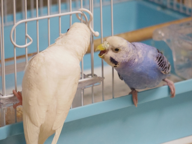 セキセイインコ　アルビノ　ノーマルブルー