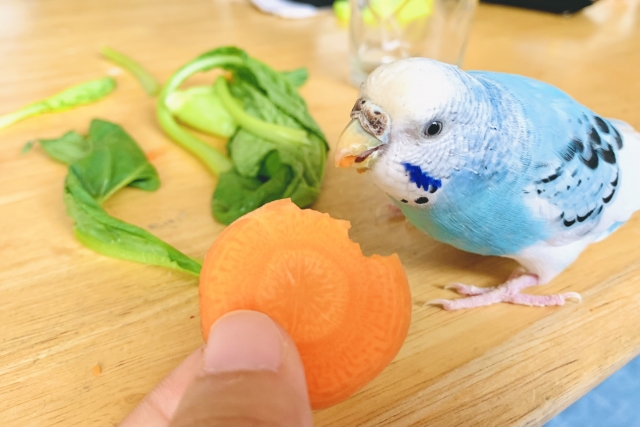 セキセイインコ　ニンジン食べている