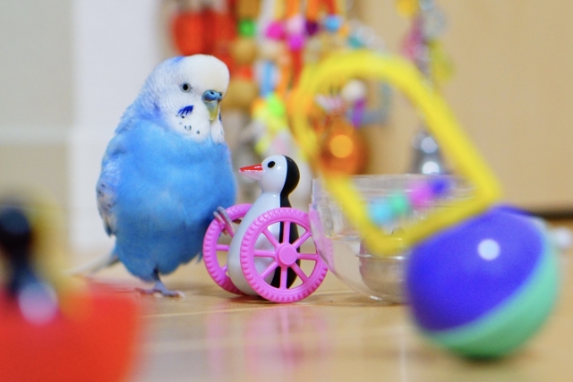 鳥　インコ　おもちゃで遊ぶ