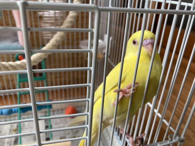 ケージの中のセキセイインコ