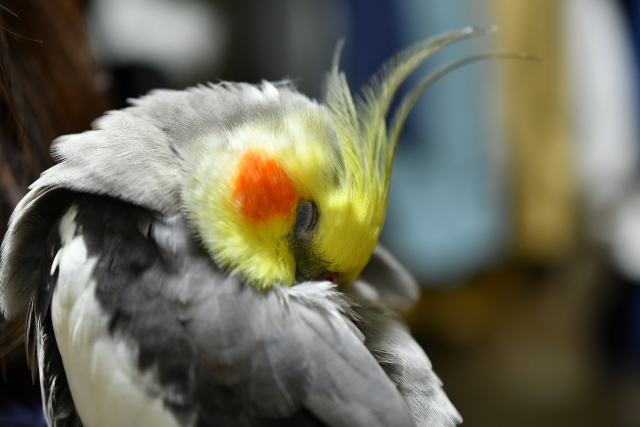 オカメインコが寝ている