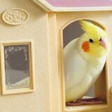 インコ用ハウスの中のオカメインコ