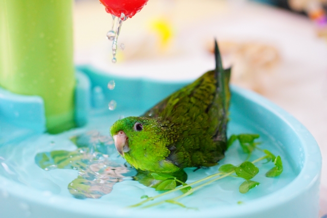 インコの水浴び