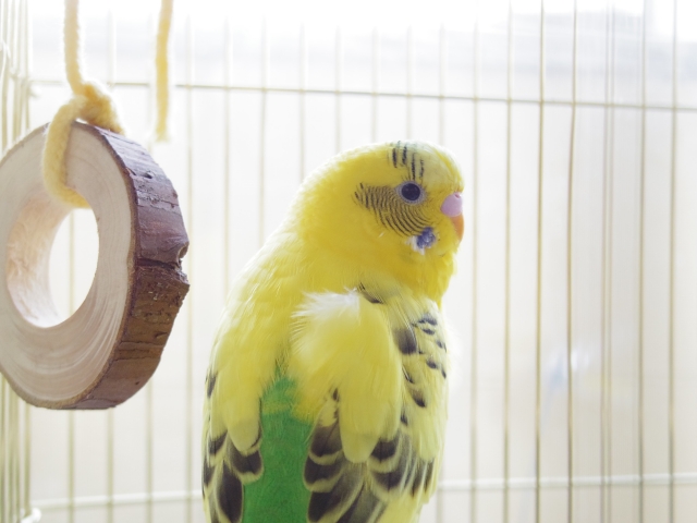 セキセイインコ　木のおもちゃ