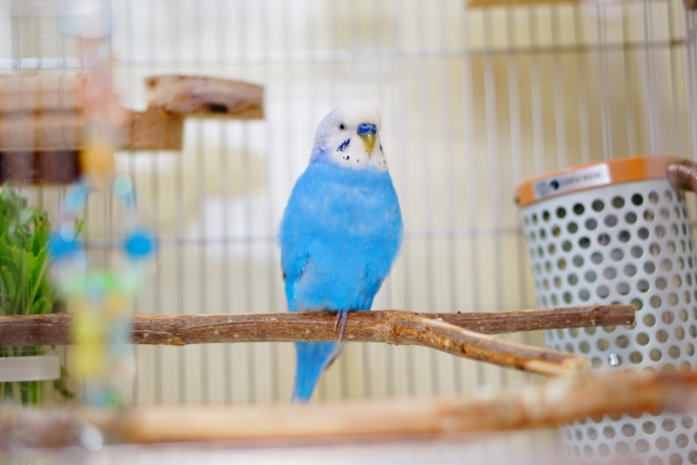 止まり木に止まるセキセイインコ