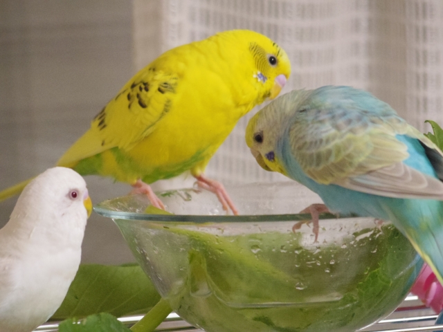 セキセイインコ3羽　器で水浴び