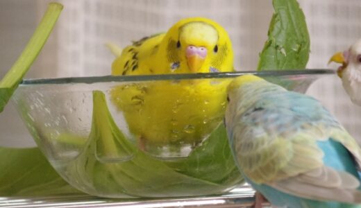 インコに水浴びは必要か？準備方法と注意点を詳しく説明します！