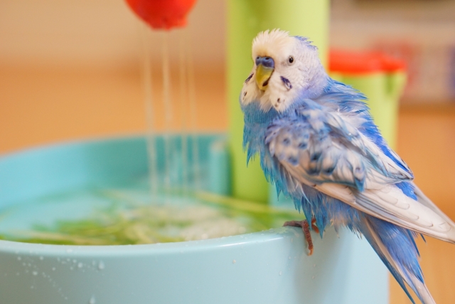 セキセイインコの水浴び