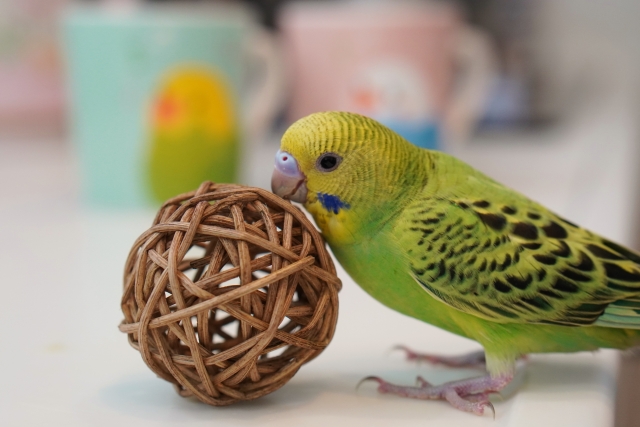 マンチボールとセキセイインコ