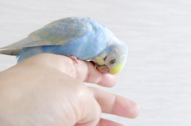 手に乗っているセキセイインコ