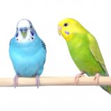 止まり木に止まる二羽のセキセイインコ