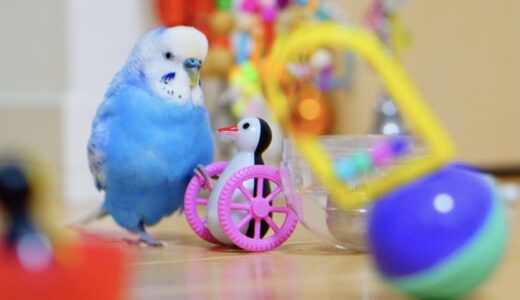 インコが喜ぶおもちゃは？楽しい遊び方を説明します。