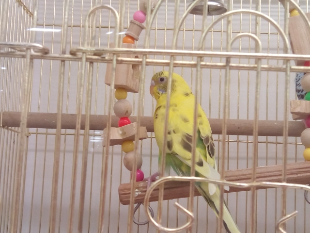 鳥かご　セキセイインコ