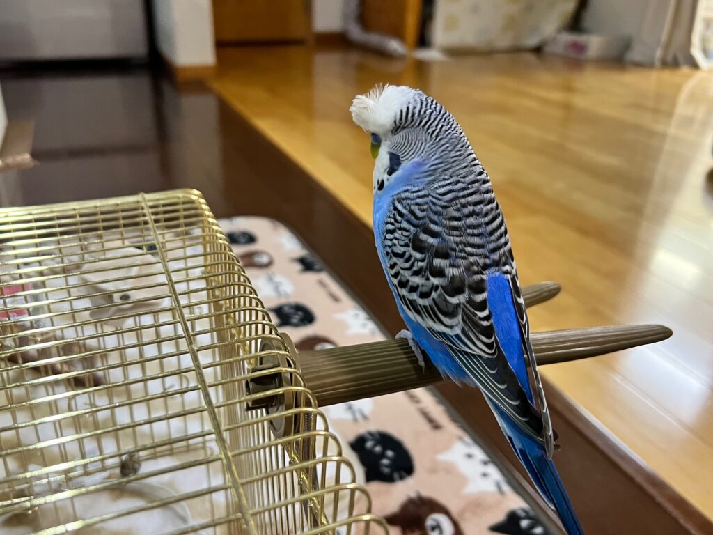 止まり木　セキセイインコ