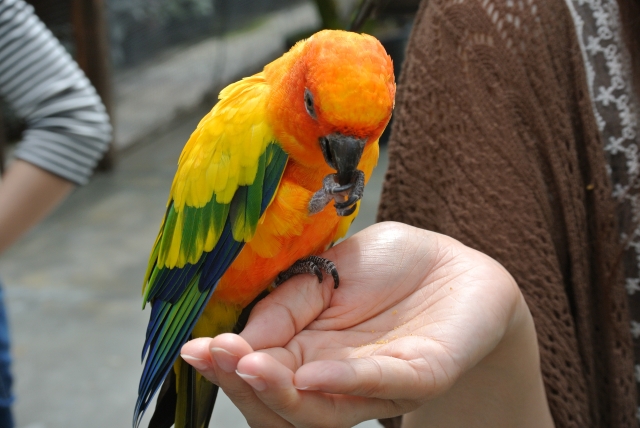 人間の手に乗るコガネメキシコインコ