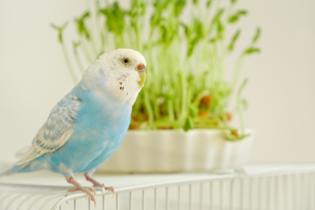 セキセイインコ、奥に豆苗