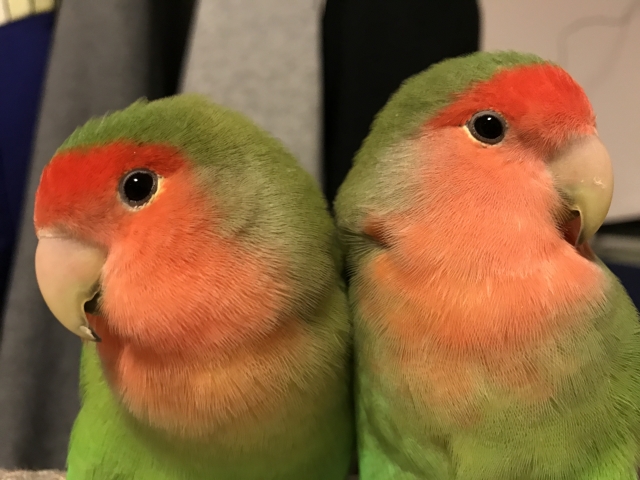 コザクラインコが二羽くっついている