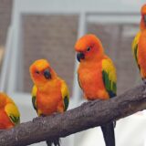 四羽のコガネメキシコインコ