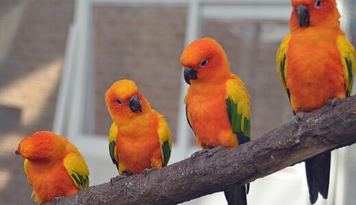 インコの寿命が気になる？インコの種類と平均寿命についてまとめて見ました！