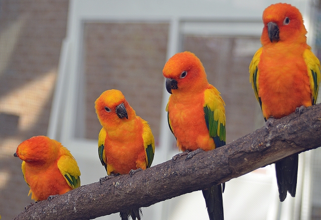 四羽のコガネメキシコインコ