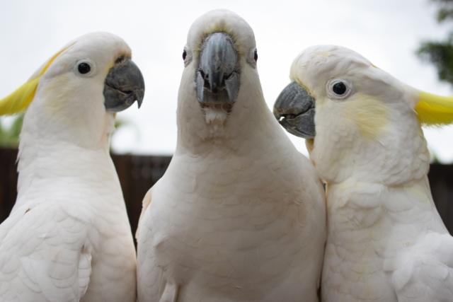 三羽のコバタン、大型インコ